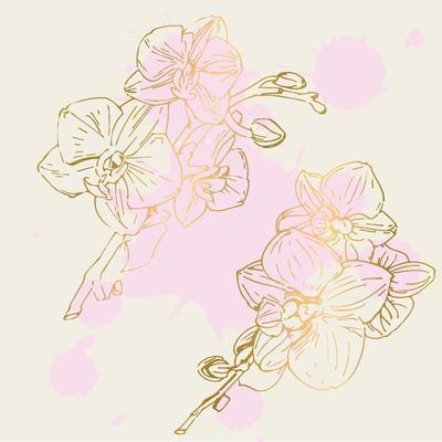 Vector flower of orchid. Ink illustration isolated.