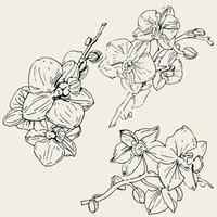 Vector flower of orchid. Ink illustration isolated.