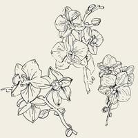 Vector flower of orchid. Ink illustration isolated.