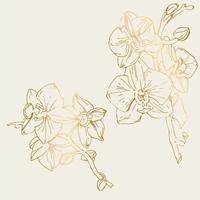 Vector flower of orchid. Ink illustration isolated.