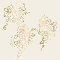 Vector flower of orchid. Ink illustration isolated.