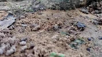 A group of ants around their nest on the ground video
