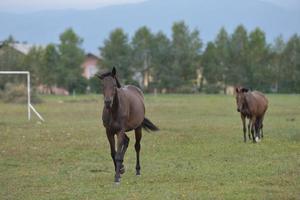 Horse portrait view photo