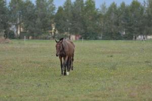 Horse portrait view photo