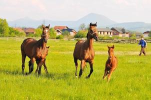 vista de la naturaleza del caballo foto