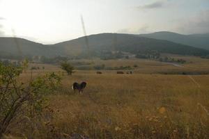 vista del paisaje de verano foto