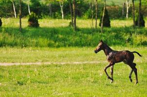 Horse in field photo