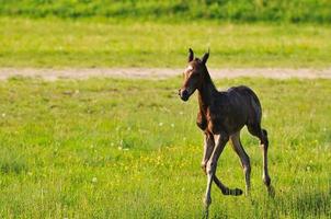 Baby horse view photo