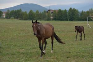 vista de retrato de caballo foto