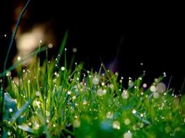 fondo de flores y hierba fresca con gotas de agua de rocío foto