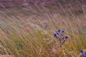 summer landscape view photo