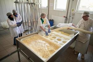 Workers preparing raw milk for cheese production photo