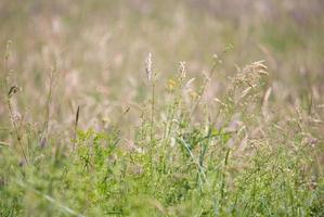 wild flowers background photo