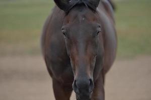 Horse portrait view photo