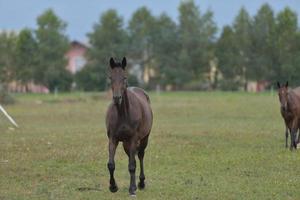 vista de retrato de caballo foto