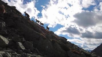 Herd of female ibex in the mountains. video