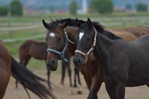 Horse portrait view photo