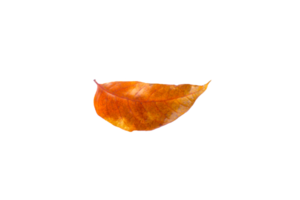 photo of dried leaves with no background. png