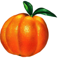 Orange fruit illustration png