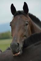 Horse portrait view photo