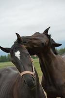 Horse portrait view photo