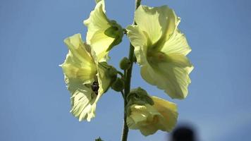 A bumblebee on a yellow hollyhock on a sunny summer day. video