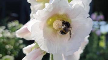 Schöne Blumen auf einer Wiese im Sommer mit Insekten wie Bienen und Hummeln video