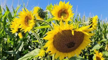 Beautiful yellow Sunflowers in a rural environment with bumblebees on it. video