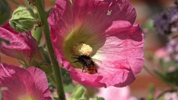 Schöne Blumen auf einer Wiese im Sommer mit Hummeln auf der Suche nach Pollen video