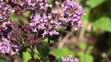 skön blommor på en äng i sommar med humlor ser för pollen video