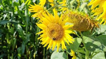 Beautiful yellow sunflower with a bumbleebee on it on a sunny day video