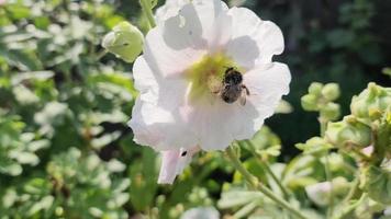 Beautiful flowers on a meadow in summer with insects like bees and bumblebee video