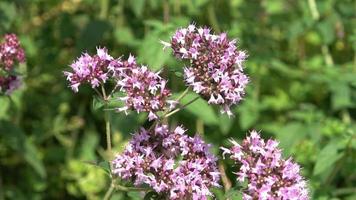 lindas flores em um prado no verão com insetos como abelhas e zangão video