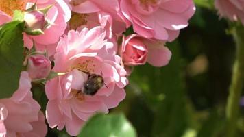 vackra blommor på en äng på sommaren med insekter som bin och humlor video