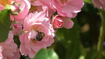 lindas flores em um prado no verão com insetos como abelhas e zangão video