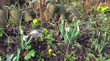 selectief focus bijhouden schot in voorkant van sneeuwklokjes in de zon in een tuin. video