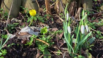 Kamerafahrt mit selektivem Fokus vor Schneeglöckchen in der Sonne in einem Garten. video