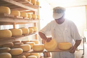 Cheese maker  at the storage with shelves full of cow and goat cheese photo