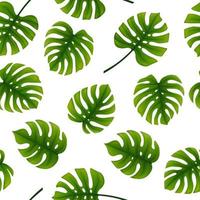 Seamless pattern of monstera leaves. Tropical leaves of palm tree background vector