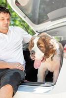 st. bernard dog travelling in car, enjoying road trip photo