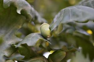 bellotas de nueces verdes de roble en un árbol. hermosas semillas de roble. foto