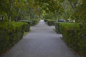 A summer path in a summer park with trees and shrubs. Evening landscape path in the park. photo