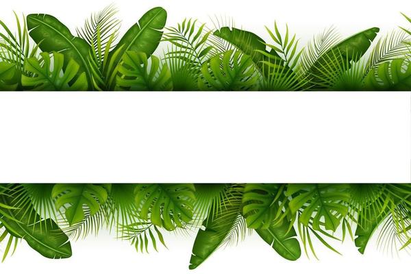 Tropical jungle background with palm trees and leaves on white background
