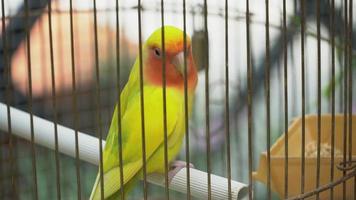 Beautiful of parrot in bird cage, parakeet animal with noisy and playful in zoo, lovely and intelligent, pet and friendly, 4k footage.