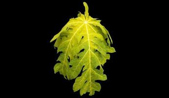 isolated papaya plant with clipping paths. photo