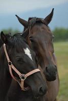 Horse portrait view photo