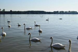 cisnes blancos nadan en el río foto