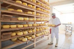 Cheese maker  at the storage with shelves full of cow and goat cheese photo