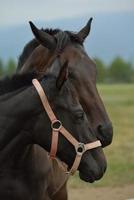 Horse portrait view photo