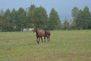 vista de retrato de caballo foto